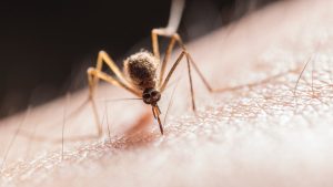 Does Mosquito Bite Kill Fly Diseases