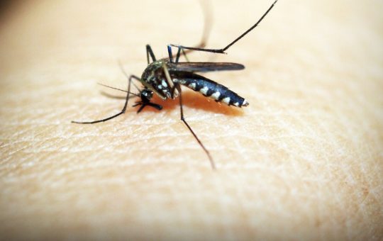 Natural Remedies For Mosquito Bite