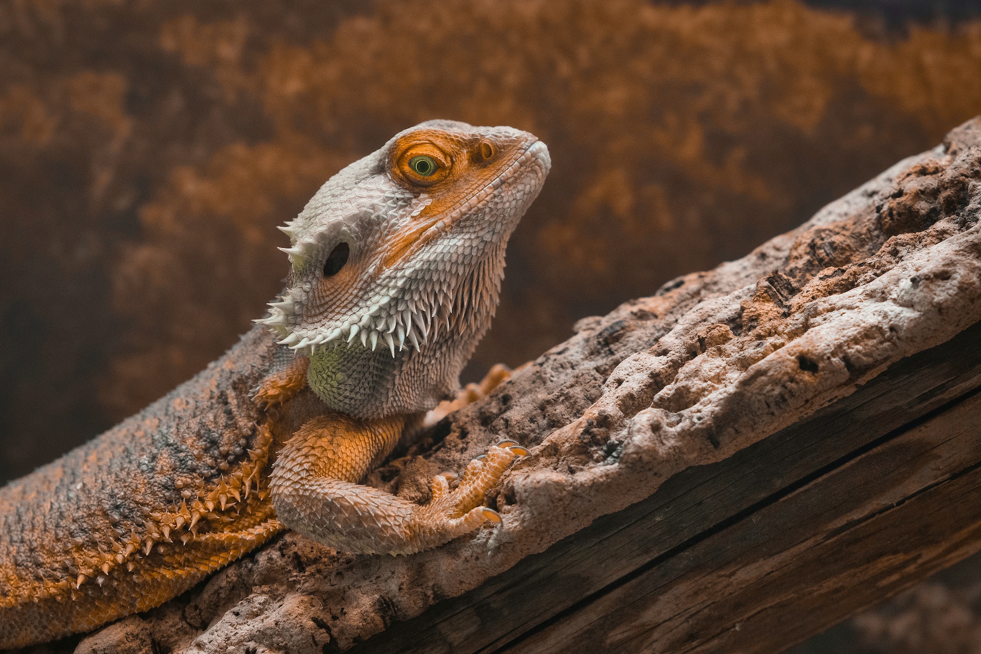 Common Bearded Dragon Health Issues and How to Treat Them