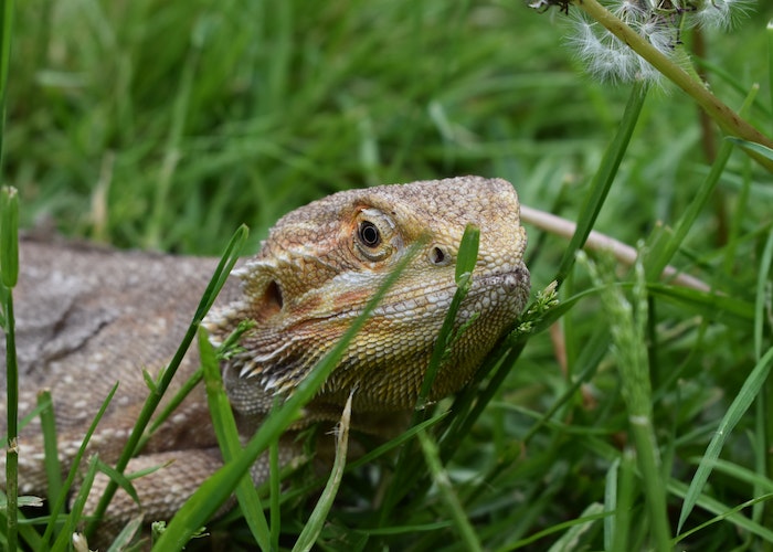 Common Bearded Dragon Health Issues