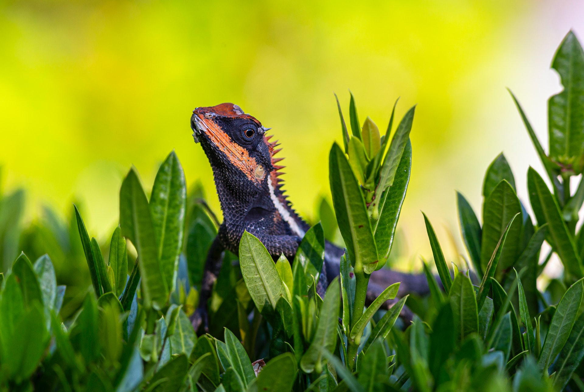 The Ultimate Guide to Bearded Dragon Health