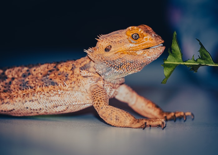 How to Recognize and Treat Bearded Dragon Parasites
