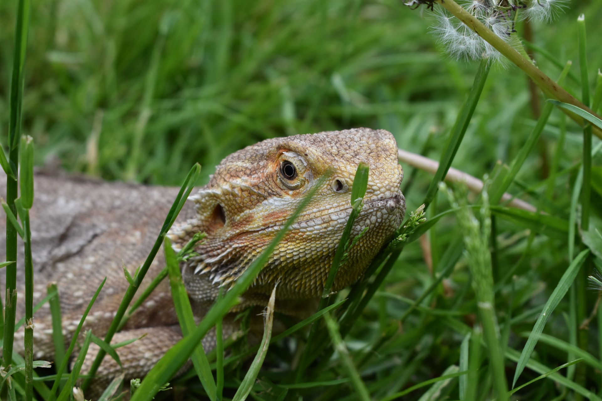 How to Recognize and Treat Bearded Dragon Parasites