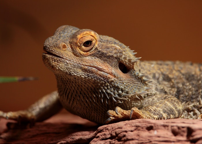 Importance of Nutrition for bearded dragons