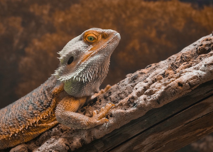 Importance of Nutrition for bearded dragons